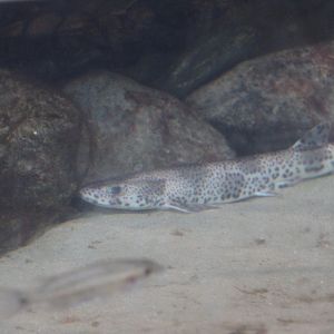Large-Spotted Dogfish