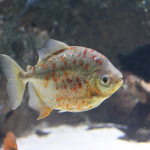 Redhook Silver Dollar