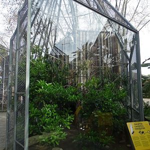 White cockatoo aviary