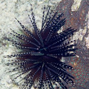 Banded Sea Urchin