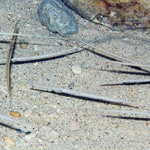 Cornetfish juveniles