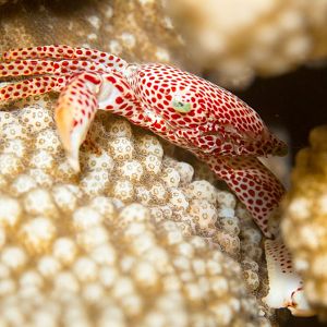 Red-spotted Guard Crab