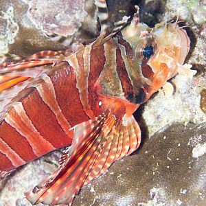 Spotfin Lionfish