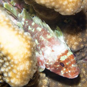 Yellowspotted Scorpionfish