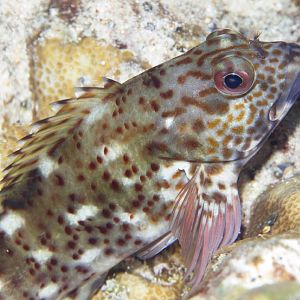 Whitespotted Hawkfish