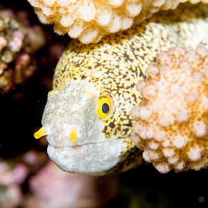 Snowflake Eel