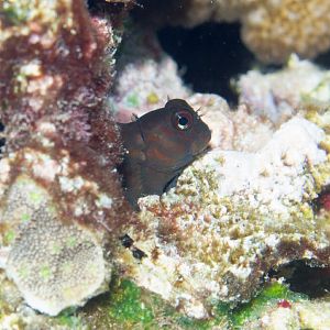 Chestnut Blenny