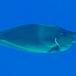 Shorthorned (Spotted) Unicornfish