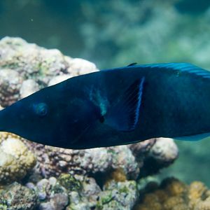 Birdnose Wrasse