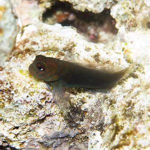 Chestnut Blenny