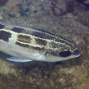 Striped Monocle Bream