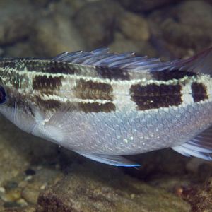 Striped Monocle Bream
