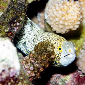 Snowflake Eel