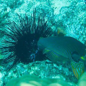 Orangestriped Triggerfish eating an urchin