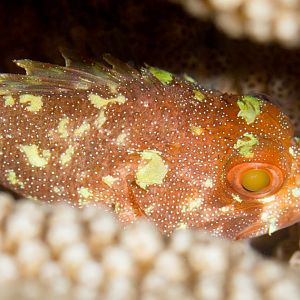 Yellowspotted Scorpionfish
