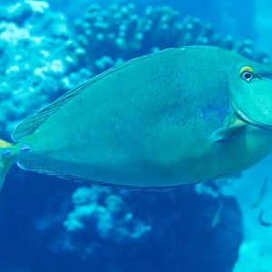Bluespine Unicornfish