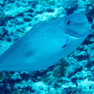 Bulbnose Unicornfish