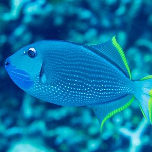 Gilded Triggerfish male