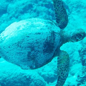 Green Turtle