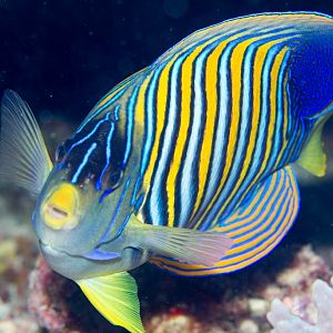 Regal Angelfish