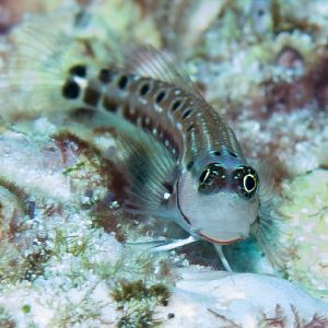 Ocular Combtooth Blenny