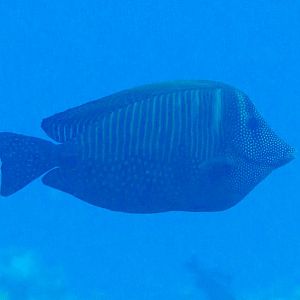 Indian Sailfin Tang