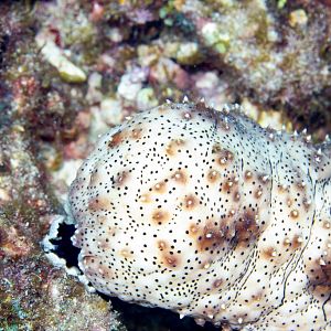 Blackspotted Sea Cucumber