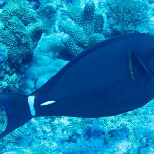 Pale-lipped Surgeonfish