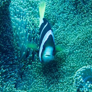 Clarke's Anemonefish