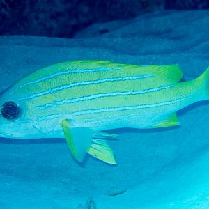 Bluestriped Snapper