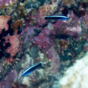 Bluestriped Fangblenny juveniles