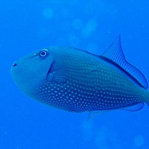 Gilded triggerfish female