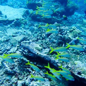 Yellowfin Goatfish