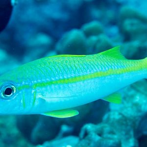 Yellowfin Goatfish
