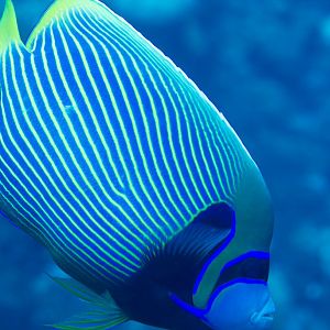 Emperor Angelfish