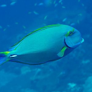 Eyestripe Surgeonfish