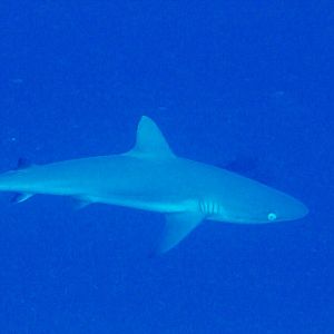 Grey Reef Shark