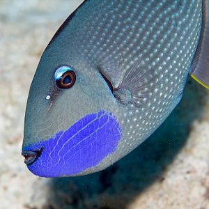 Gilded Triggerfish male