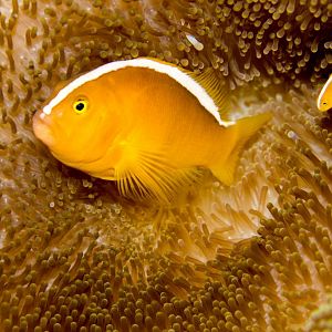 Orange Anemonefish