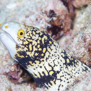 Snowflake Moray