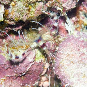 Coral Banded Shrimp