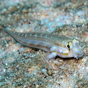 Eyestripe Blenny