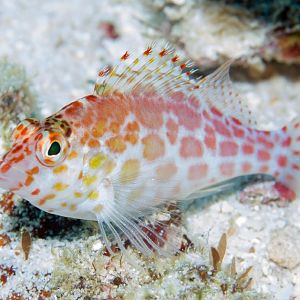 Spotted Hawkfish