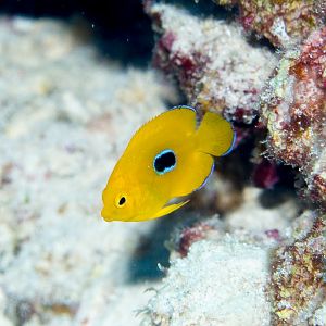 Lemonpeel Angelfish juvenile