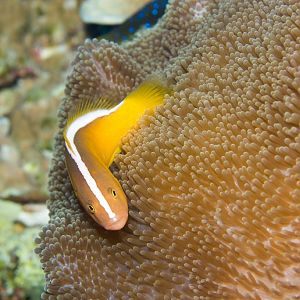 Orange Anemonefish