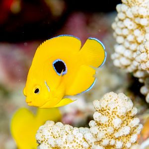 Lemonpeel Angelfish juvenile
