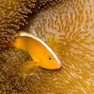 Orange Anemonefish