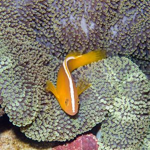 Orange Anemonefish