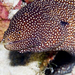 Whitemouth Moray