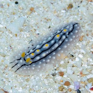 Nudibranch - Phyllidia species